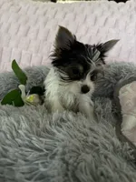 Lacie, a female Yorkshire Terrier for sale in Colorado Springs, CO – 4 of 6