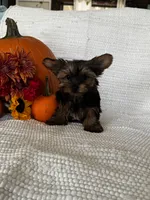 Autumn, a female Yorkshire Terrier for sale in Stillwater, OK – 3 of 5