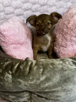 Coco, a female Chihuahua for sale in Stillwater, OK – 5 of 6