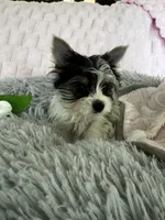 Lacie, a female Yorkshire Terrier for sale in Colorado Springs, CO – 2 of 6