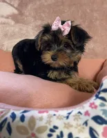 Layney, a female Yorkshire Terrier for sale in Stillwater, OK – 3 of 7