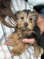 Chance, a male Yorkshire Terrier for sale in Stillwater, OK – 2 of 6