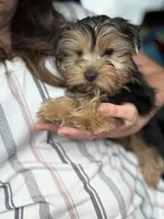 Chance, a male Yorkshire Terrier for sale in Stillwater, OK – 6 of 6