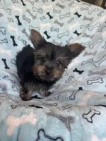 Cosmo, a male Yorkshire Terrier for sale in Stillwater, OK – 2 of 6