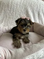 Lacie, a female Yorkshire Terrier for sale in Stillwater, OK – 5 of 5