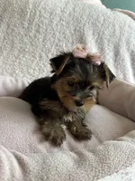 Lacie, a female Yorkshire Terrier for sale in Stillwater, OK – 4 of 5