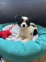 Tito, a male Chihuahua for sale in Nichols Hills, OK – 5 of 5