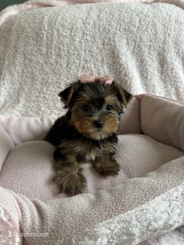 Lacie – Yorkshire Terrier puppy for sale in Stillwater, OK
