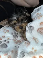 Hancey, a male Yorkshire Terrier for sale in Stillwater, OK – 2 of 5