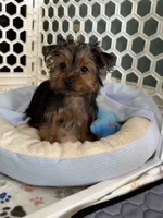Louie, a male Yorkshire Terrier for sale in Stillwater, OK – 4 of 8