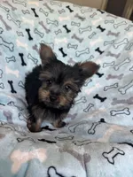 Cosmo, a male Yorkshire Terrier for sale in Stillwater, OK – 6 of 6