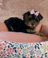 Layney, a female Yorkshire Terrier for sale in Stillwater, OK – 6 of 7