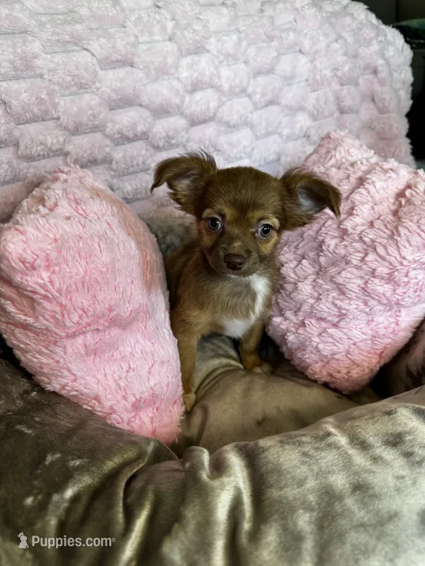 Coco – Chihuahua puppy for sale in Stillwater, OK