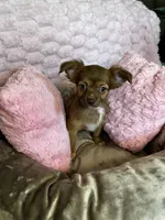 Coco, a female Chihuahua for sale in Stillwater, OK – 1 of 6