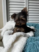 Cosmo, a male Yorkshire Terrier for sale in Colorado Springs, CO – 5 of 5