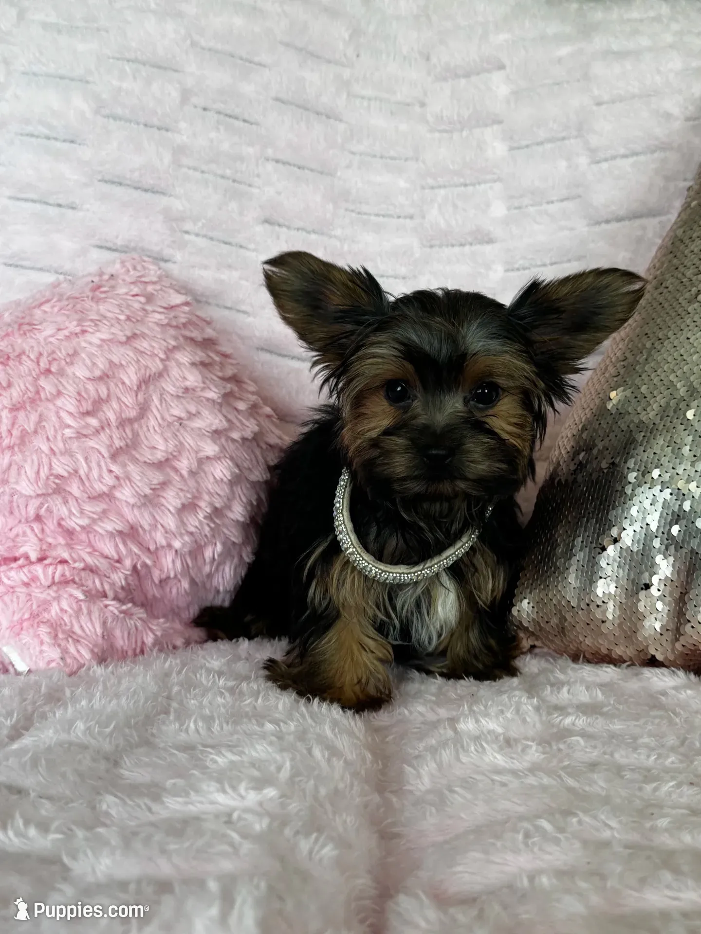 Fendi, a female Yorkshire Terrier for sale in Stillwater, OK – 1 of 5