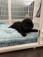 Snickers, a male Poodle - Toy  for sale in Nichols Hills, OK – Photo 5 of 7
