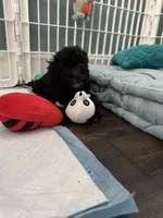 Snickers, a male Poodle - Toy  for sale in Nichols Hills, OK – Photo 7 of 7