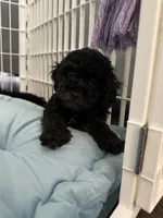 Snickers, a male Poodle - Toy  for sale in Nichols Hills, OK – Photo 1 of 7