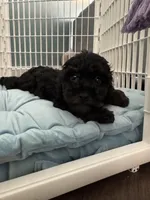 Snickers, a male Poodle - Toy  for sale in Nichols Hills, OK – Photo 2 of 7