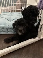 Snickers, a male Poodle - Toy  for sale in Nichols Hills, OK – Photo 6 of 7