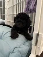 Snickers, a male Poodle - Toy  for sale in Nichols Hills, OK – Photo 4 of 7