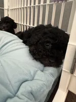 Snickers, a male Poodle - Toy  for sale in Nichols Hills, OK – Photo 3 of 7