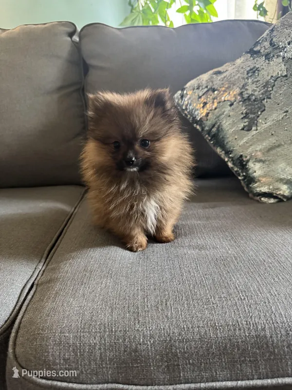 Xongo – Pomeranian puppy for sale in Nichols Hills, OK