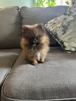 Xongo, a male Pomeranian for sale in Nichols Hills, OK – Photo 4 of 6