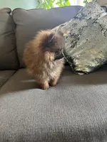 Xongo, a male Pomeranian for sale in Nichols Hills, OK – Photo 6 of 6