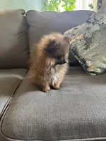 Xongo, a male Pomeranian for sale in Nichols Hills, OK – Photo 3 of 6