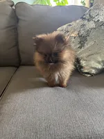 Xongo, a male Pomeranian for sale in Nichols Hills, OK – Photo 2 of 6