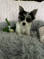Lacie, a female Yorkshire Terrier for sale in Colorado Springs, CO – 3 of 6