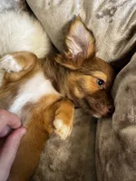 Coco, a female Chihuahua for sale in Stillwater, OK – 3 of 6