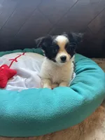 Tito, a male Chihuahua for sale in Nichols Hills, OK – 3 of 5