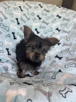 Cosmo, a male Yorkshire Terrier for sale in Stillwater, OK – 3 of 6