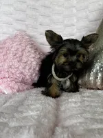 Fendi, a female Yorkshire Terrier for sale in Stillwater, OK – 3 of 5