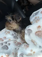 Hancey, a male Yorkshire Terrier for sale in Stillwater, OK – 3 of 5