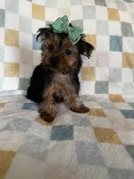 Louie, a male Yorkshire Terrier for sale in Stillwater, OK – 5 of 8