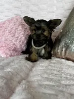 Fendi, a female Yorkshire Terrier for sale in Stillwater, OK – 5 of 5