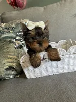 Princess, a female Yorkshire Terrier for sale in Nichols Hills, OK – Photo 1 of 8