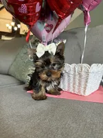 Princess, a female Yorkshire Terrier for sale in Nichols Hills, OK – Photo 2 of 8