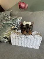 Princess, a female Yorkshire Terrier for sale in Nichols Hills, OK – Photo 6 of 8