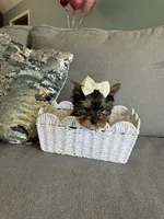 Princess, a female Yorkshire Terrier for sale in Nichols Hills, OK – Photo 7 of 8