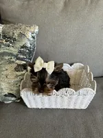 Princess, a female Yorkshire Terrier for sale in Nichols Hills, OK – Photo 8 of 8