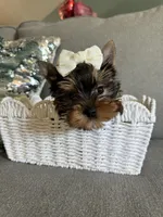 Princess, a female Yorkshire Terrier for sale in Nichols Hills, OK – Photo 3 of 8