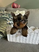 Princess, a female Yorkshire Terrier for sale in Nichols Hills, OK – Photo 4 of 8