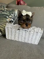 Princess, a female Yorkshire Terrier for sale in Nichols Hills, OK – Photo 5 of 8