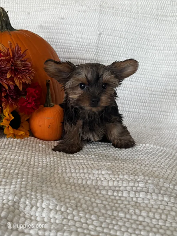 Autumn – Yorkshire Terrier puppy for sale in Stillwater, OK