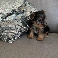 Lance, a male Yorkshire Terrier for sale in Nichols Hills, OK – Photo 5 of 7